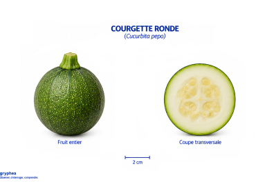 Fruit de la Courgette ronde